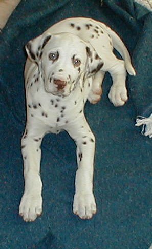 Romy