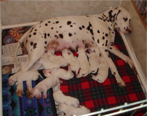 Romy and pups 4-02-06
