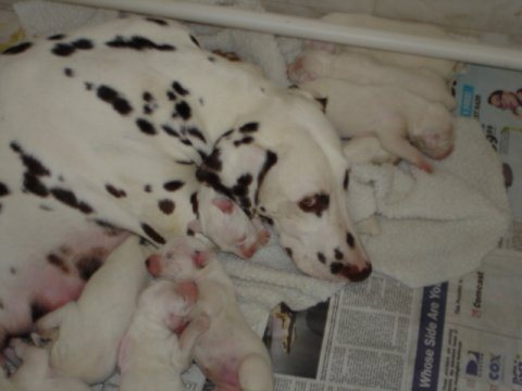 Romy and pups 4-4-06